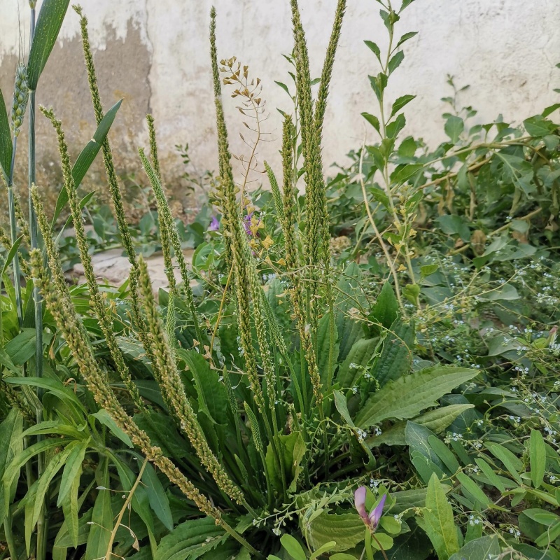 豬耳草3.jpg