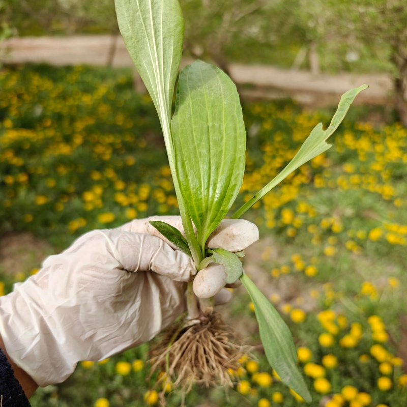 豬耳草6.jpg