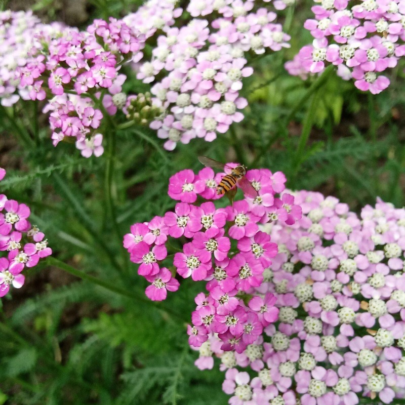 著草6.jpg