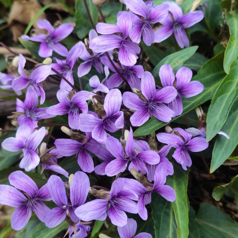 紫花地丁3.jpg