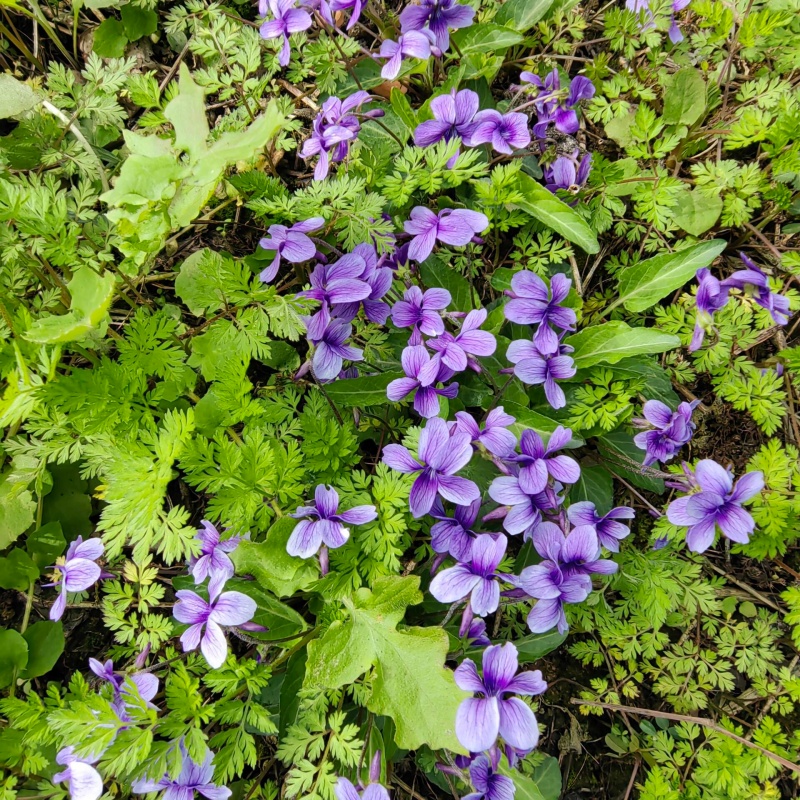 紫花地丁6.jpg