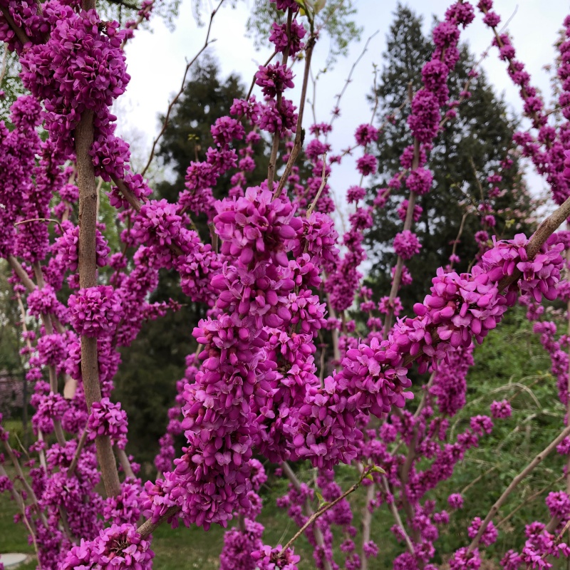 紫荊3.jpg