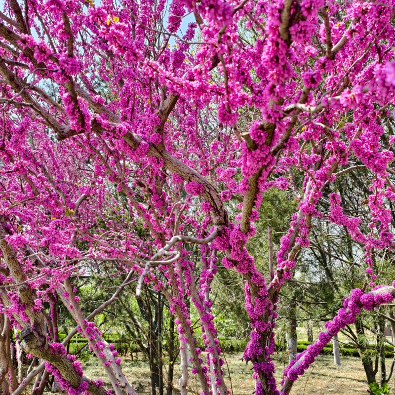紫荊7.jpg