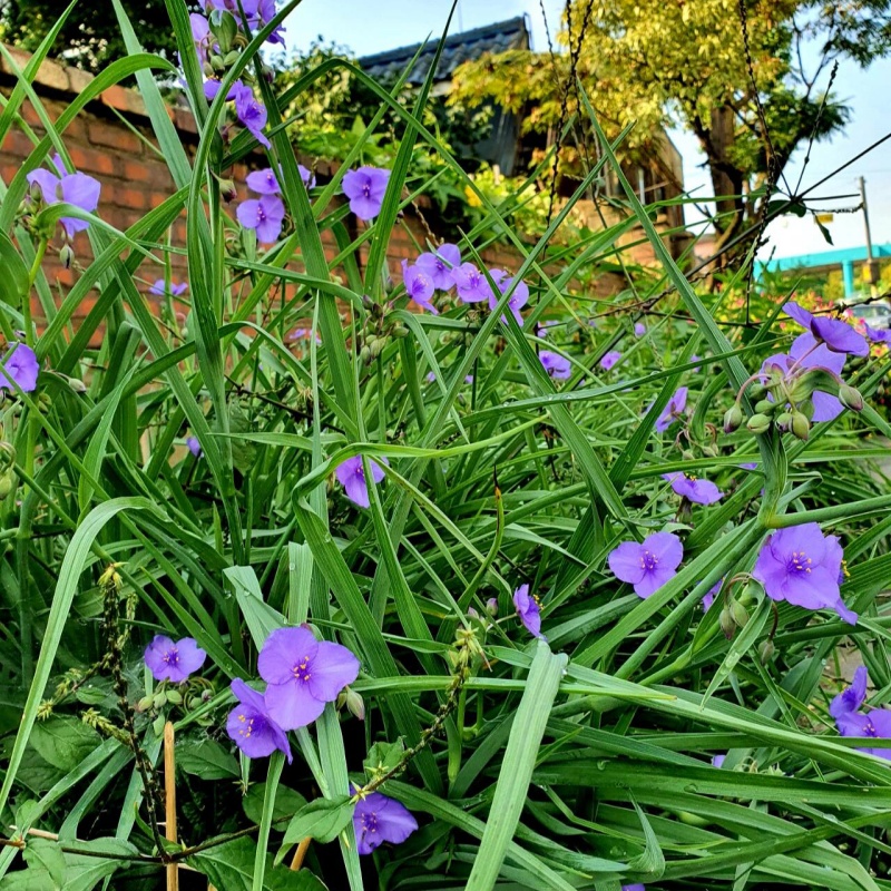 紫露草5.jpg