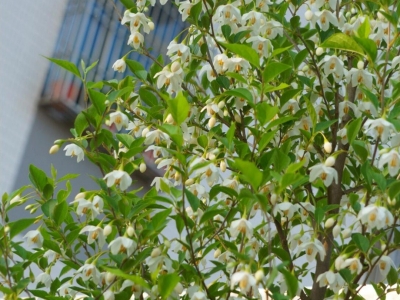玉铃花种子播种时间几月最佳