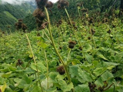 云木香种子的发芽率怎么样