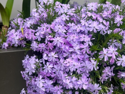 芝樱花种子的发芽率怎么样