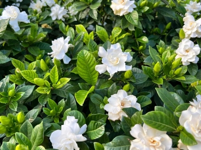 栀子花种子能发芽吗