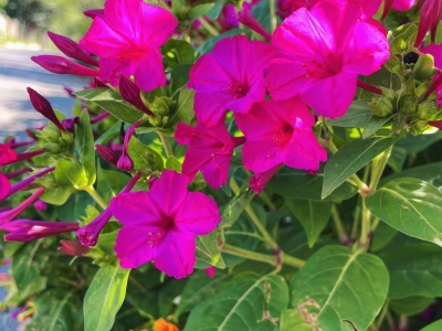 紫茉莉种子发芽率高吗